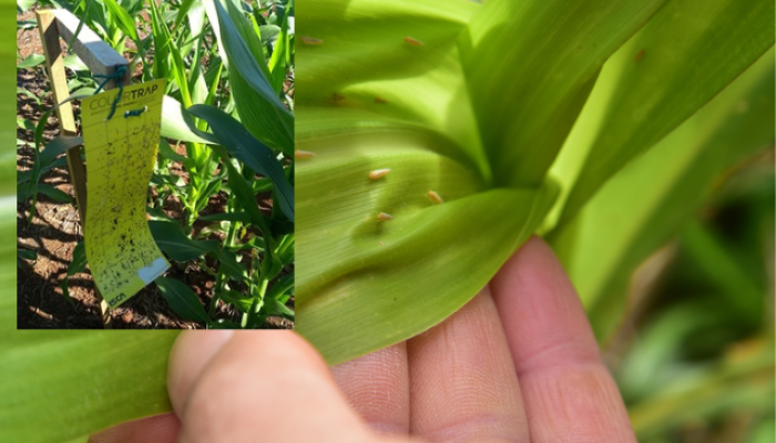 Alta-infeccao-cigarrinha