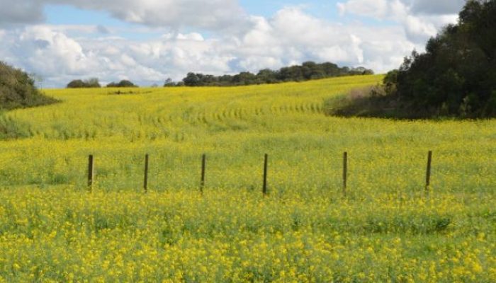 Campos-Novos_Aires-Mariga_Epagri
