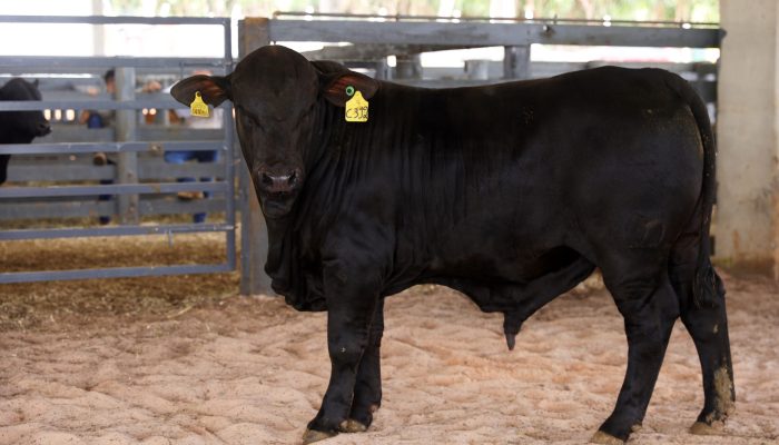 Foto da Associação: Vencedor do Grande Campeonato Rústico Individual: BOX 143 - TAT C312 EXPOSITOR JULIANO PARIZOTTO - CABANHA OURO PRETO