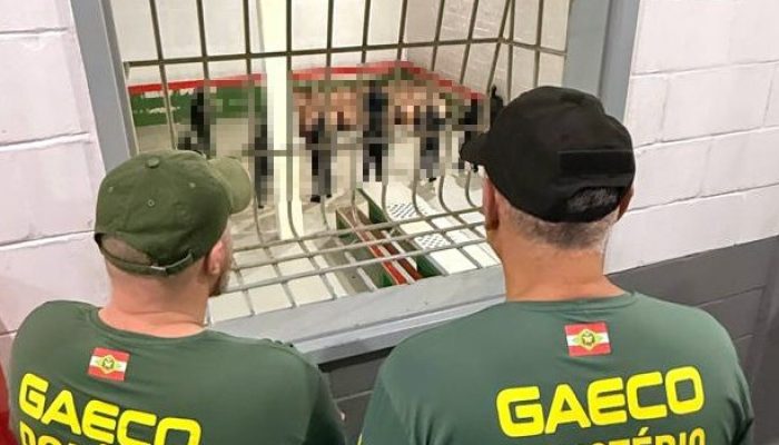Operação Istós (4)