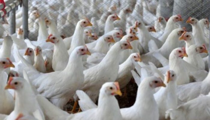 Foto: Divulgação/SAR