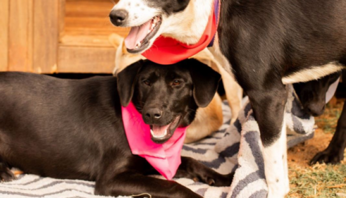 Foto: Divulgação/Prefeitura de Xanxerê