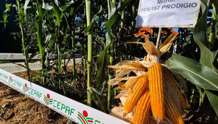 milho-prodigio