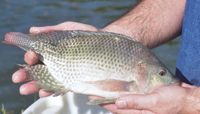 tilapia-2